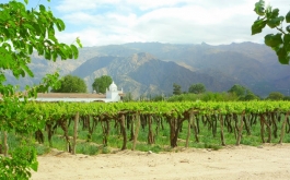 Geniet van onze Zuid-Amerikaanse wijnen