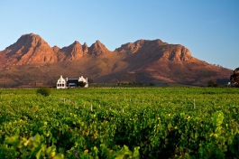 Ontdek onze Zuid-Afrikaanse wijnen